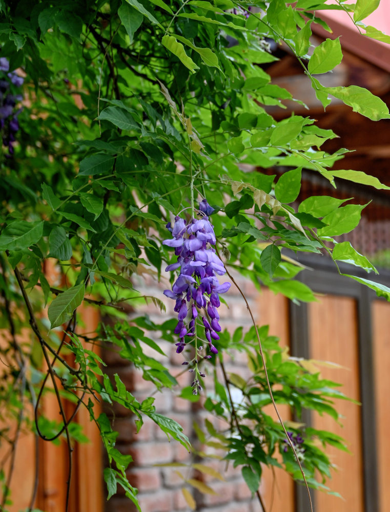 Изображение особи Wisteria sinensis.