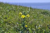 genus Oenothera. Верхушка цветущего растения. Приморье, Хасанский р-н, окр. Славянского гор. пос., юго-восточная сторона полуострова, приморский луг. 12.07.2023.