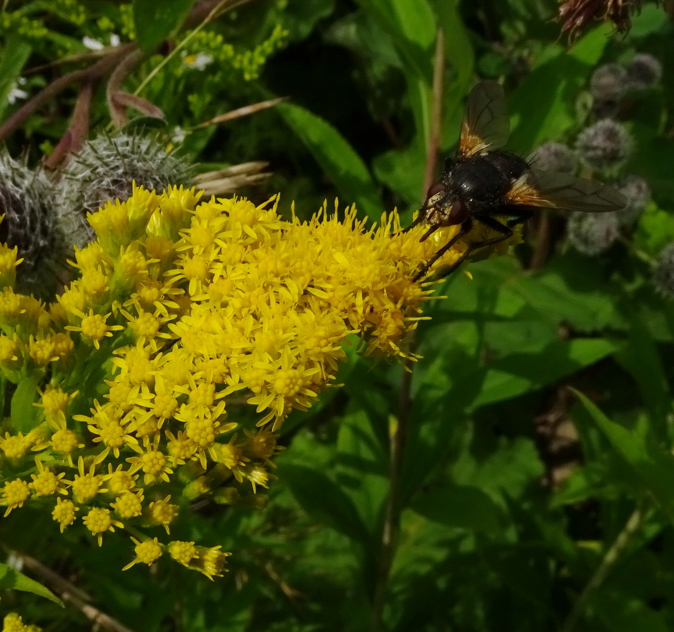 Image of Solidago canadensis specimen.