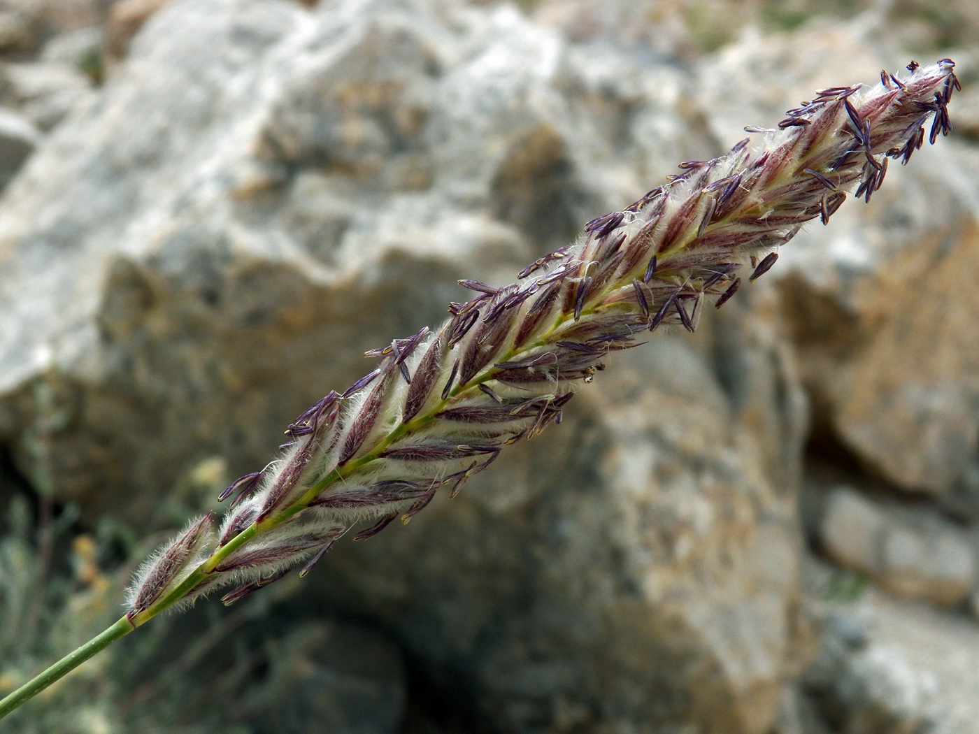 Image of Leymus lanatus specimen.