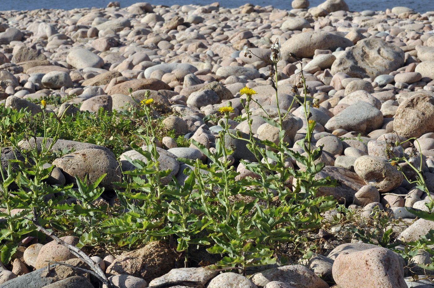 Изображение особи Sonchus arvensis.