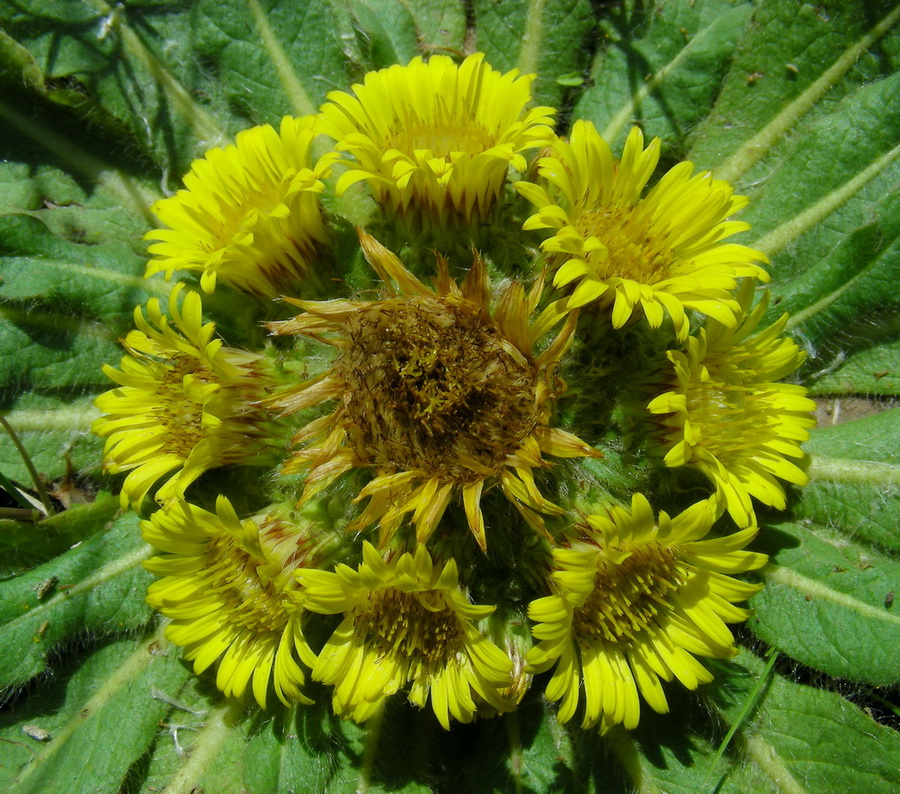 Image of Inula rhizocephala specimen.