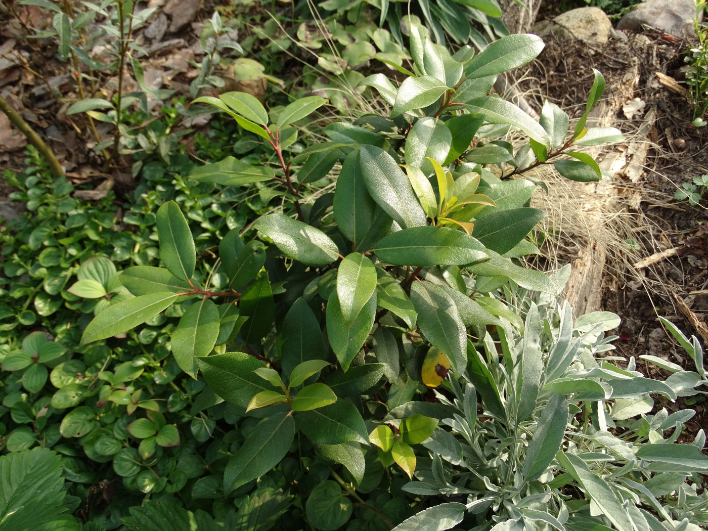 Image of Pieris floribunda specimen.