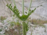 Dipsacus laciniatus. Часть стебля с листьями и основаниями боковых побегов. Краснодарский край, м/о г. Новороссийск, хр. Маркотх, вершина 462, старый выработанный мергелевый карьер, на обломках мергеля. 09.07.2016.