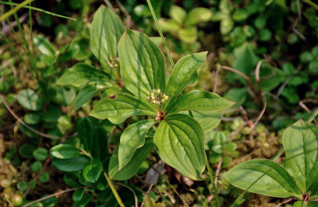 Image of Chamaepericlymenum canadense specimen.