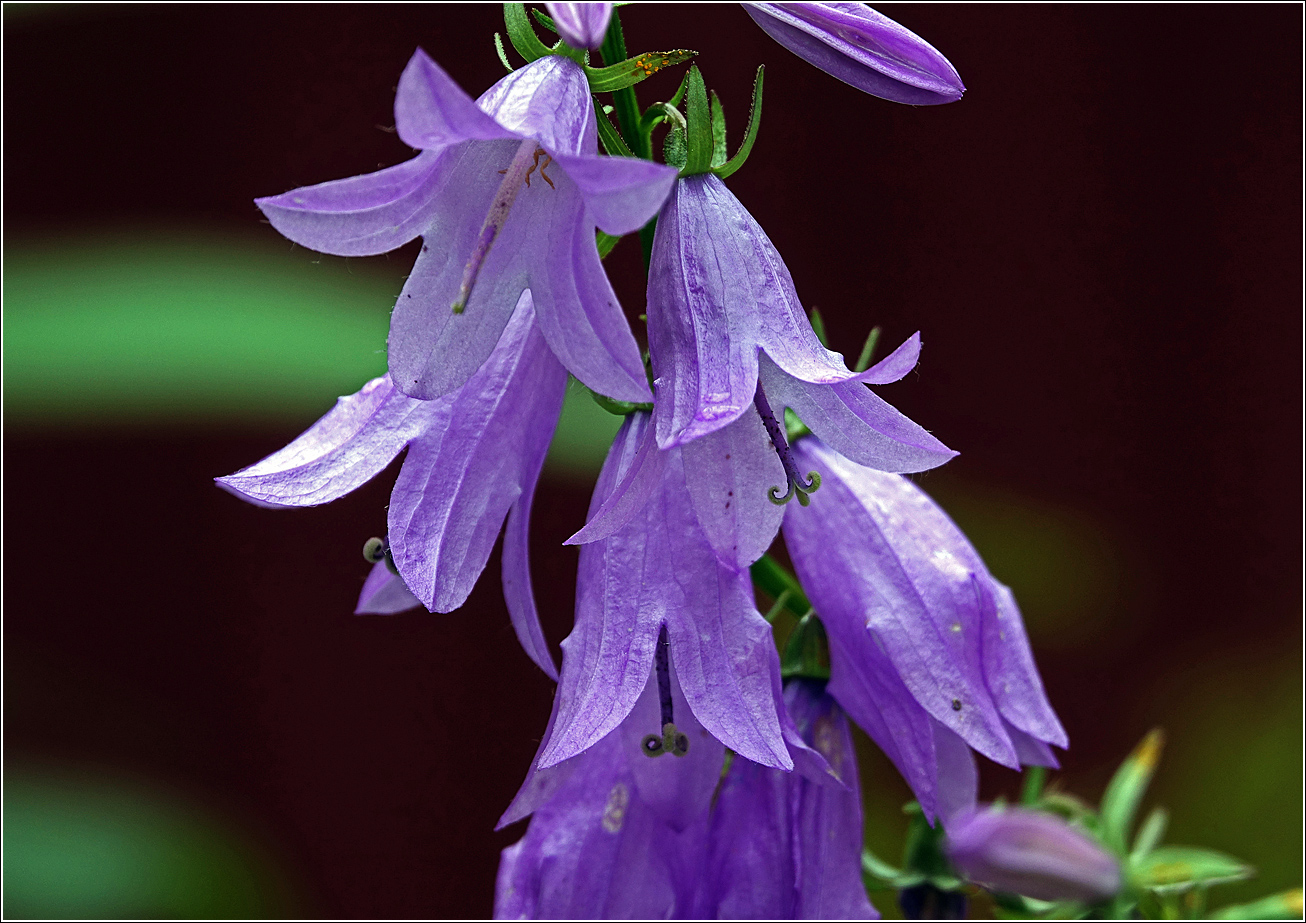 Изображение особи Campanula rapunculoides.