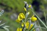 Thermopsis lupinoides. Верхушка соцветия. Приморский край, Лазовский р-н, окр. с. Валентин, прибрежная песчаная терраса, берег ручья. 28.05.2023.