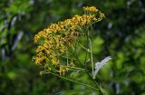 Senecio cannabifolius. Верхушка побега с соцветиями. Сахалин, гор. округ Долинский, долина р. Красноярка, Быковские пороги, опушка смешанного леса. 13.08.2023.