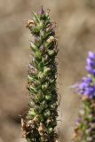 Veronica spicata. Верхушка соплодия. Псковская обл., Псковский р-н, окр. погоста Выбуты, берег р. Великая, сухой луг на крутом известняковом склоне южн. экспозиции над обрывом. 05.08.2023.