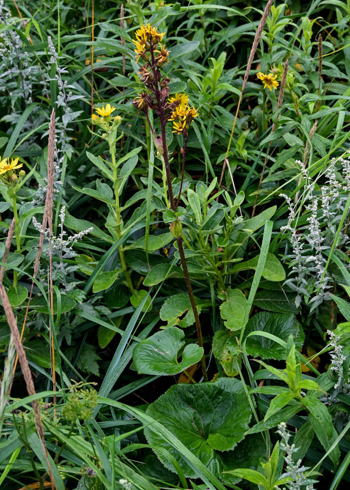 Image of Ligularia fischeri specimen.