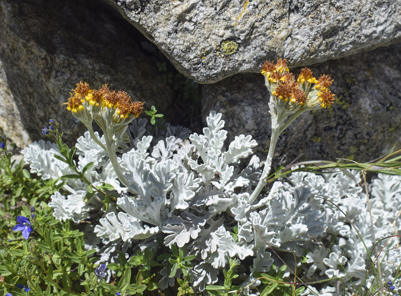 Изображение особи Senecio leucophyllus.