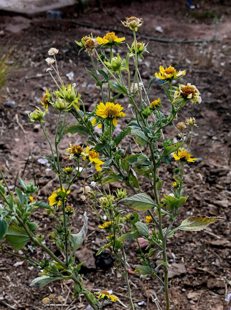 Image of Verbesina encelioides specimen.