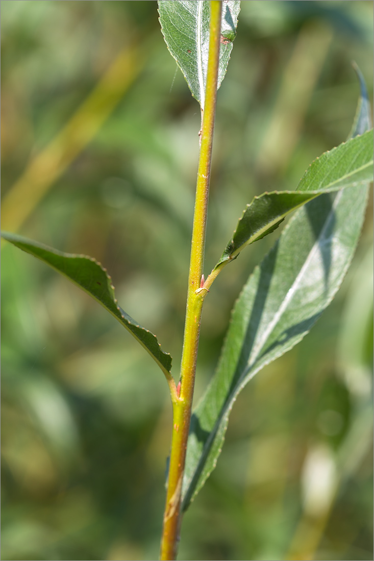 Image of genus Salix specimen.