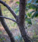 Rhamnus cathartica. Часть ствола с основаниями скелетных веток. Пермский край, г. Пермь, Индустриальный р-н, крутой склон. 04.08.2023.