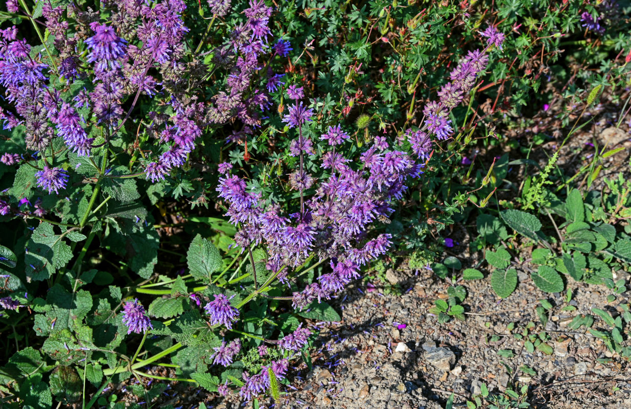 Изображение особи Salvia verticillata.