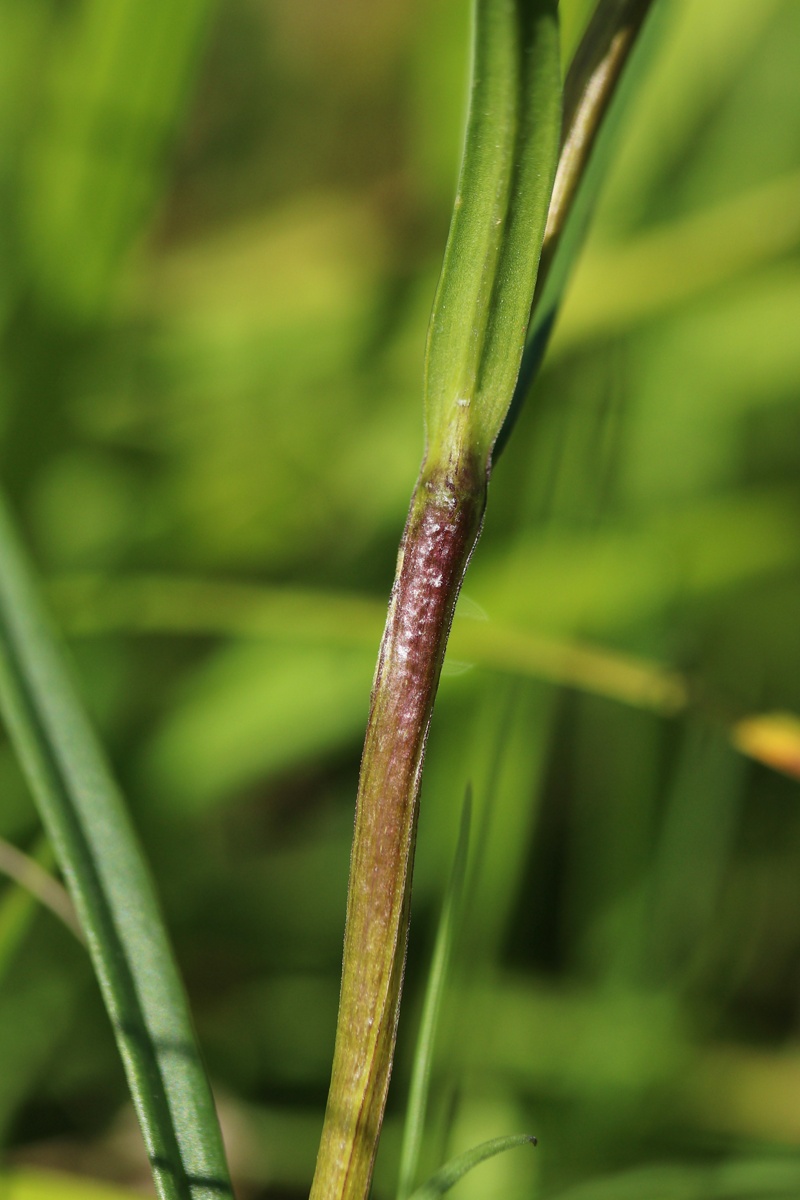 Image of Gentiana pneumonanthe specimen.