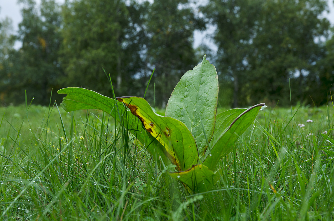 Image of Cynoglossum officinale specimen.