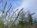 Carex vanheurckii. Верхушки отцветающих побегов. Магаданская обл., г. Магадан, окр. мкр-на Солнечный, дачный поселок, около дороги. 13.06.2022.