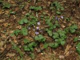 Hepatica nobilis. Группа цветущих растений (форма с высокой сохранностью зимующих листьев). Владимирская обл., г. Александров, между дорогой Александров–Карабаново и СНТ \"Черёмушки\", смешанный (сосново-елово-дубовый) лес. 13.04.2024.