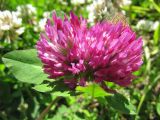 Trifolium pratense. Соцветия. Коми, окр. г. Сыктывкар, пос. Еляты, берег оз. Еляты, песчаный пляж. 14.06.2010.