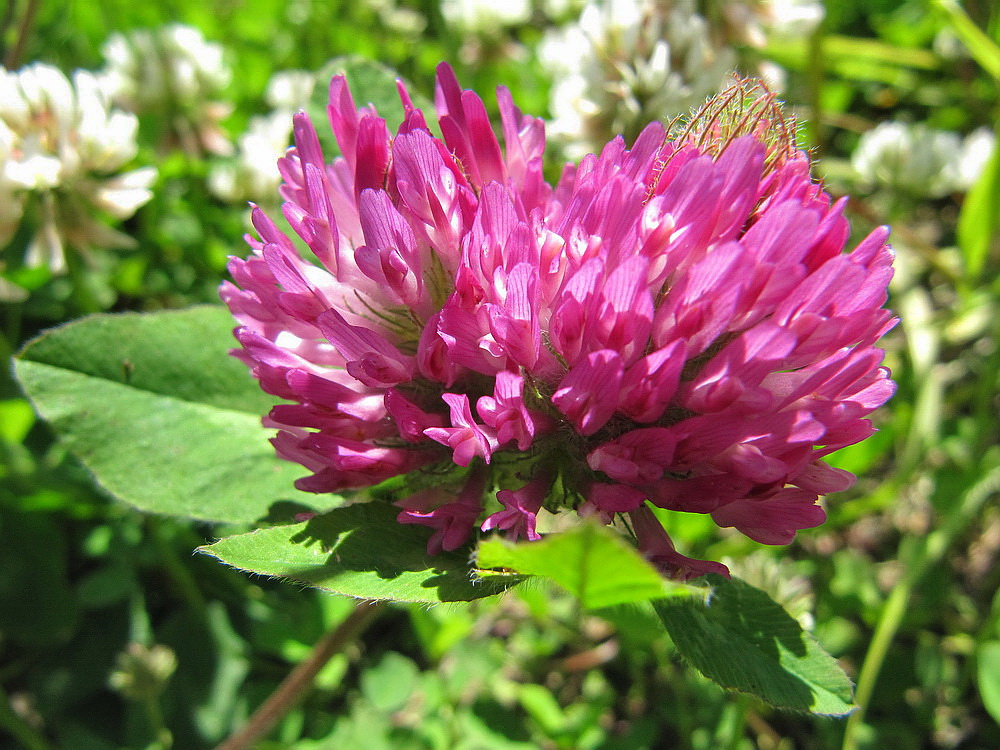 Изображение особи Trifolium pratense.