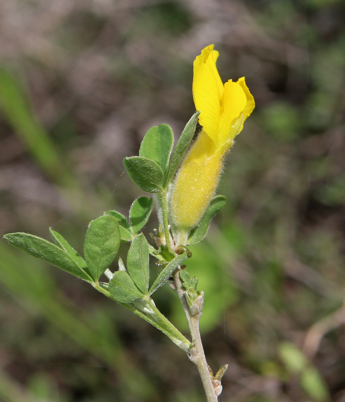 Изображение особи Chamaecytisus ruthenicus.