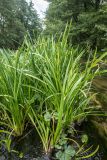 genus Sparganium. Вегетирующие растения. Ростовская обл., Верхнедонской р-н, окр. хут. Солонцовский, русло р. Песковатка. 09.06.2024.