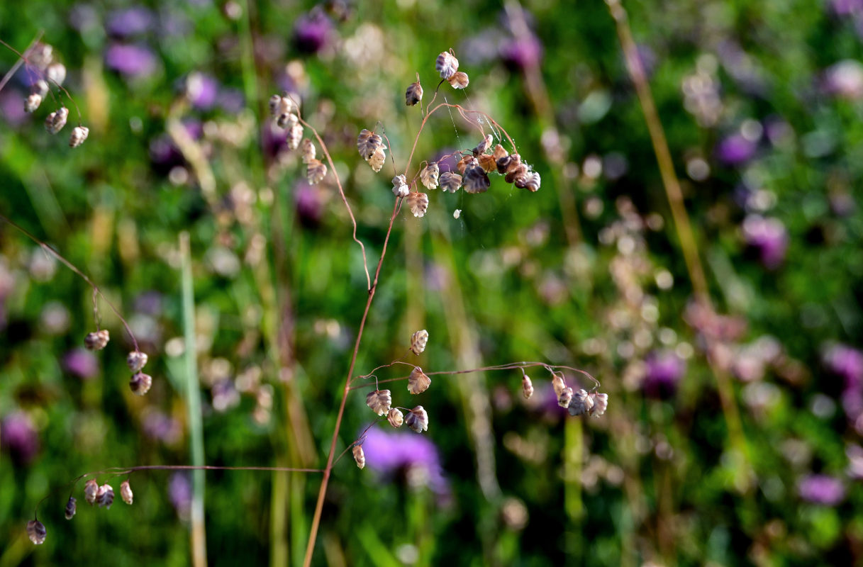 Image of Briza media specimen.