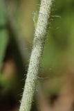 Pilosella officinarum