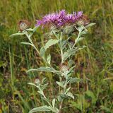 Centaurea pseudophrygia. Верхняя часть цветущего растения. Ульяновская обл., Мелекесский р-н, окр. пос. Русский Мелекесс, суходольный луг. 25.07.2023.