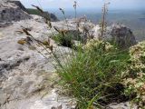 Carex litwinovii