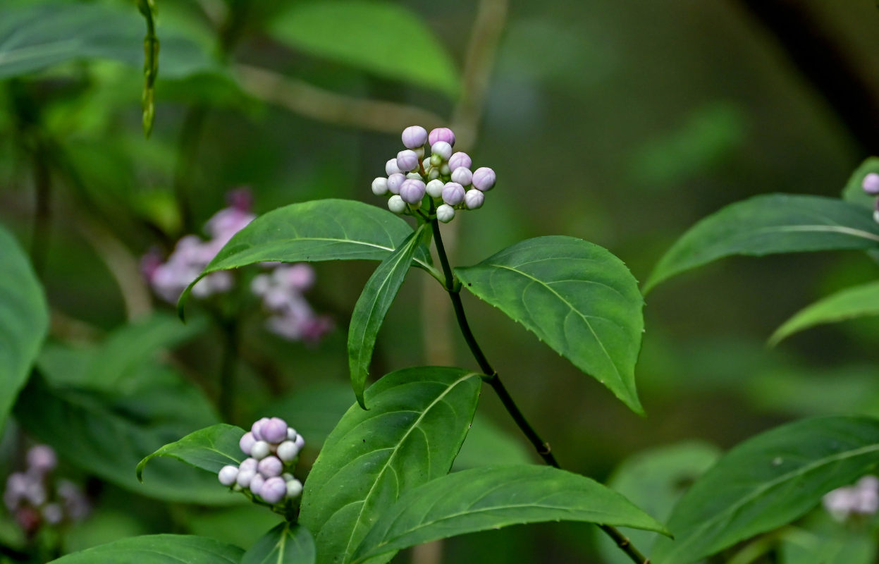 Image of Dichroa febrifuga specimen.