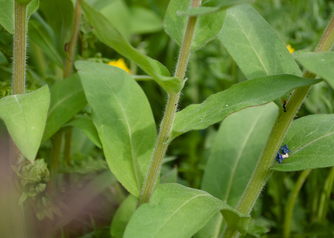 Изображение особи Pulmonaria mollis.