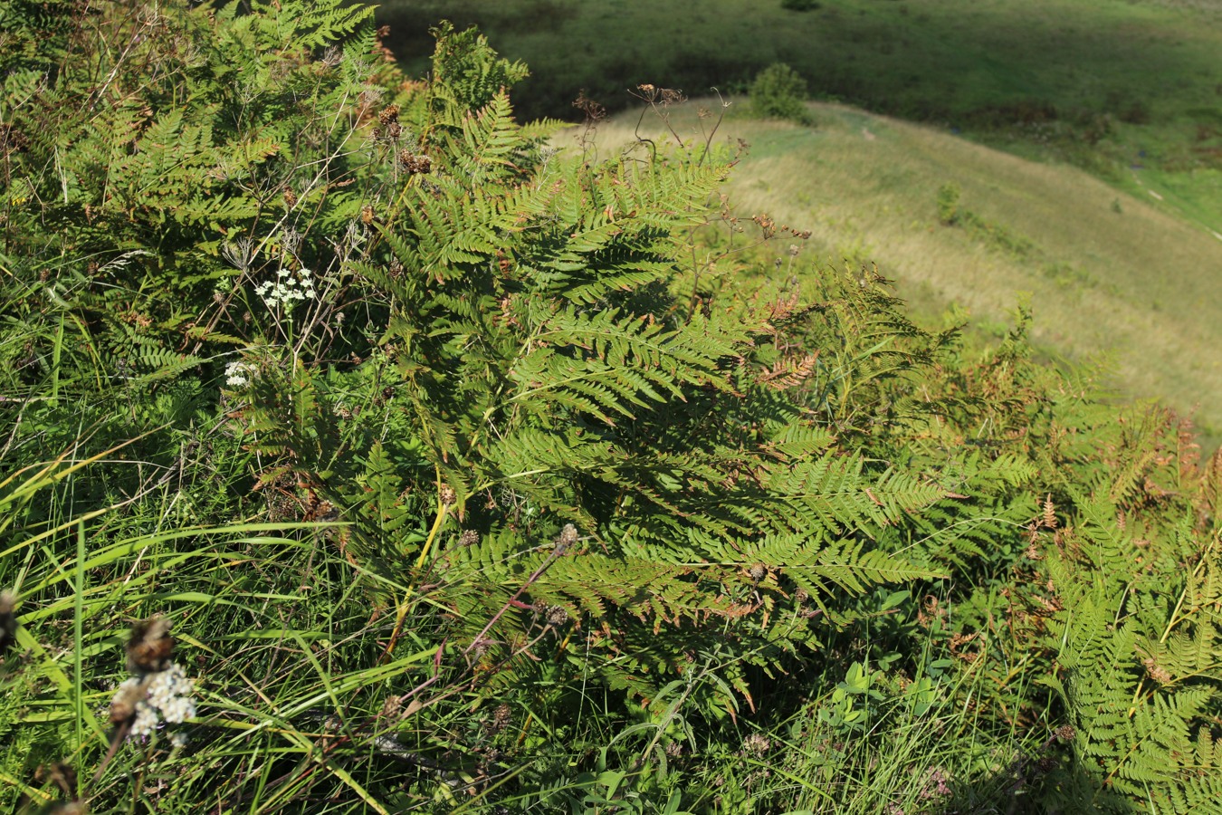 Image of Pteridium pinetorum specimen.