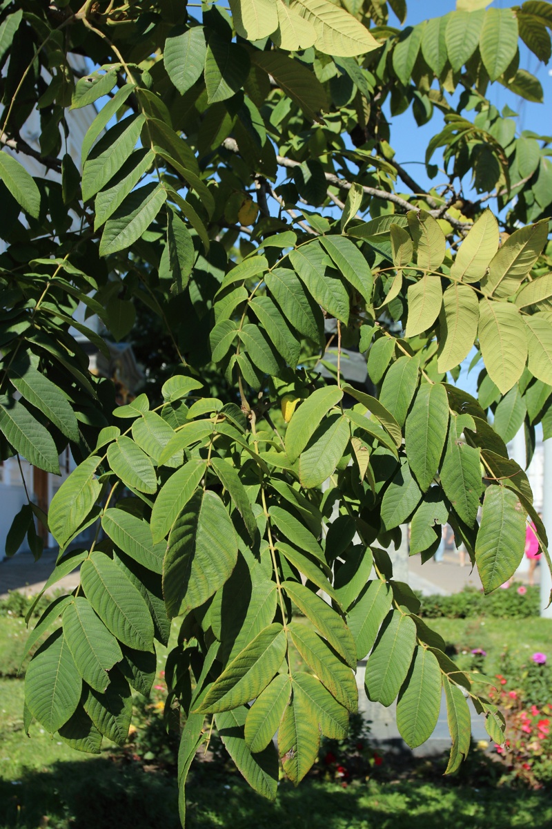 Image of genus Juglans specimen.