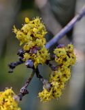 Cornus mas