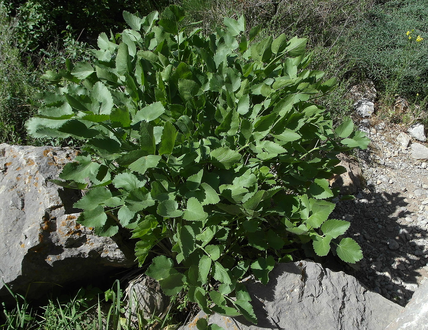 Image of Mediasia macrophylla specimen.
