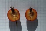 Crataegus submollis