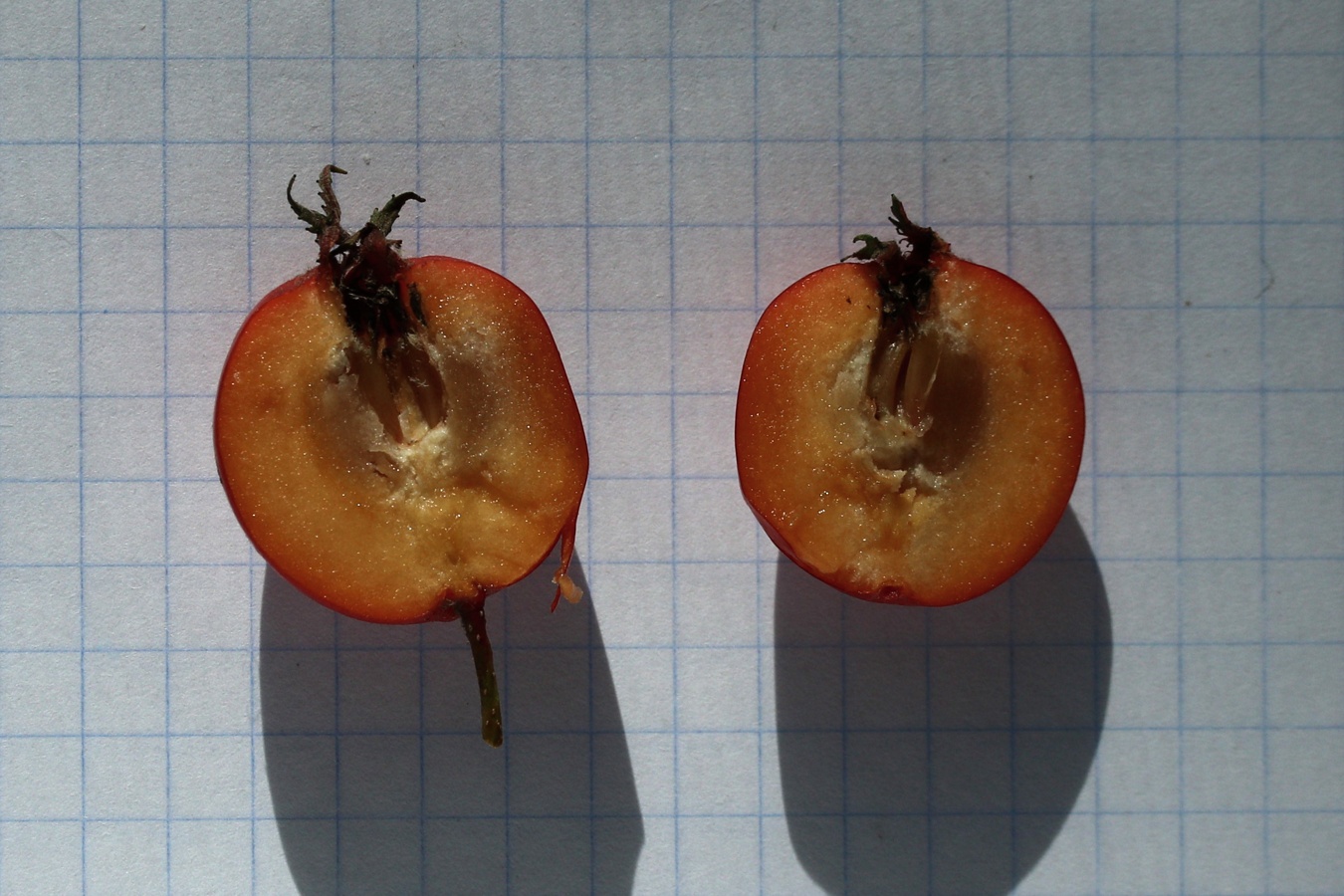Image of Crataegus submollis specimen.