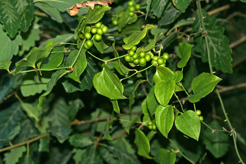 Image of Smilax excelsa specimen.