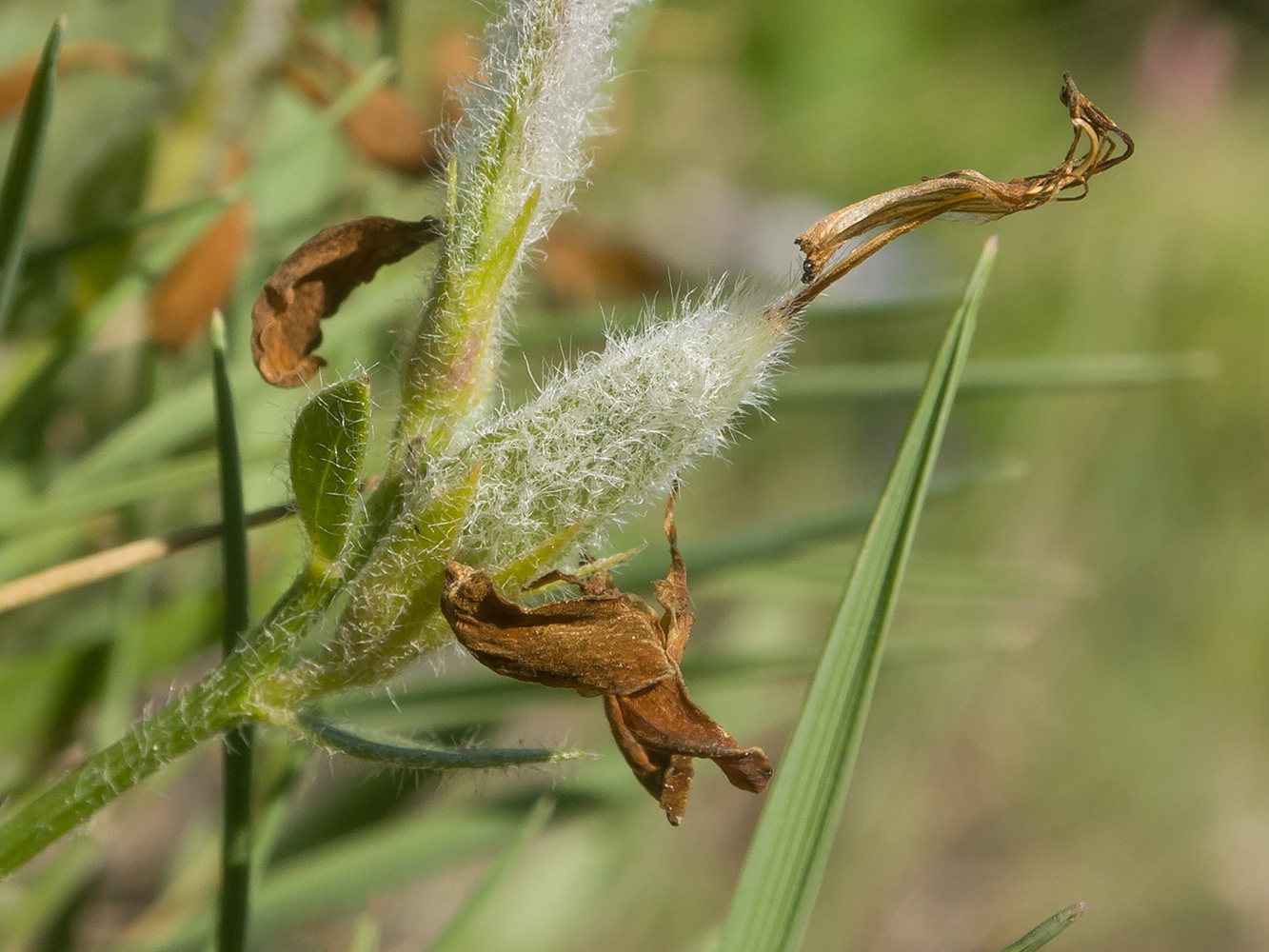 Image of Genista humifusa specimen.