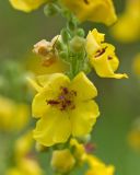 genus Verbascum