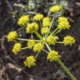 Zosima absinthifolia