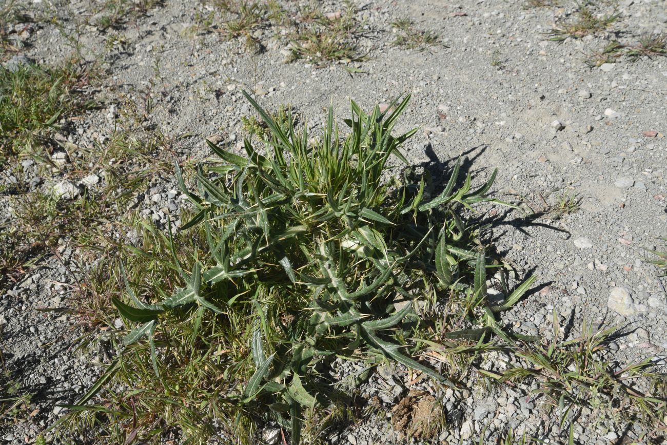 Image of genus Cirsium specimen.