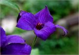 Clematis × jackmanii. Цветок. Московская обл., Раменский р-н, окр. дер. Хрипань, садовый участок. 27.07.2025.