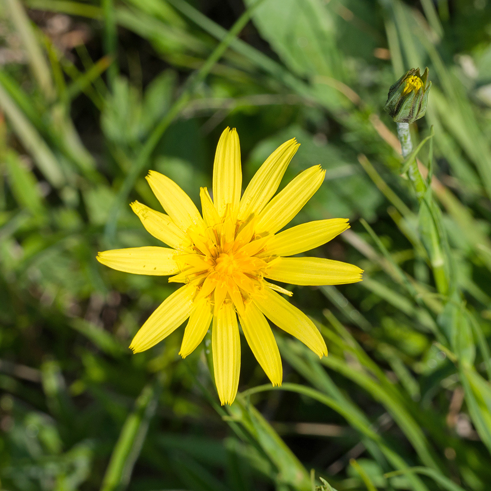 Image of Tragopogon filifolius specimen.