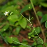 Linum catharticum. Верхушка цветущего растения. Республика Абхазия, окр. г. Новый Афон. 28.08.2009.