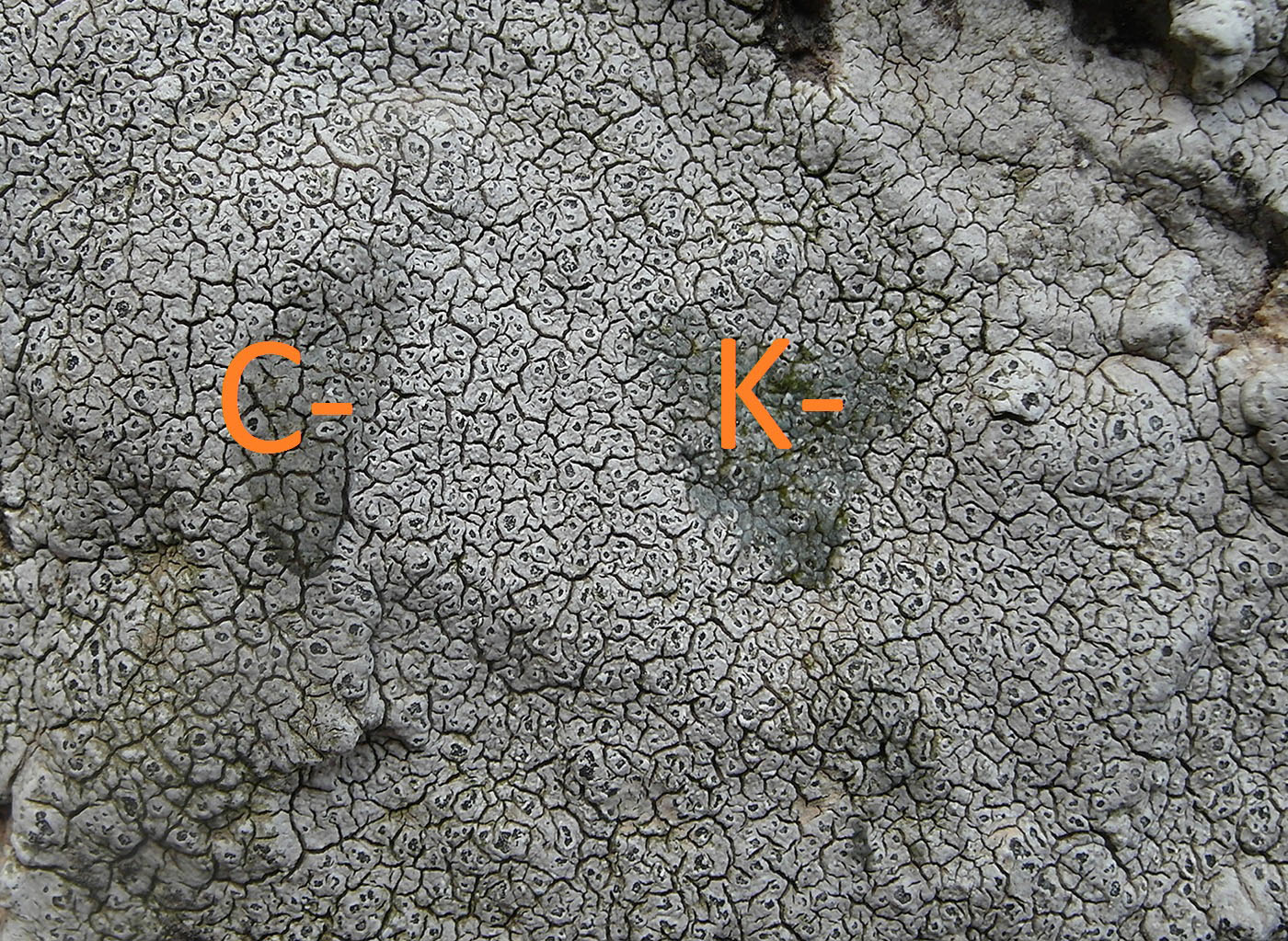 Image of Aspicilia farinosa specimen.