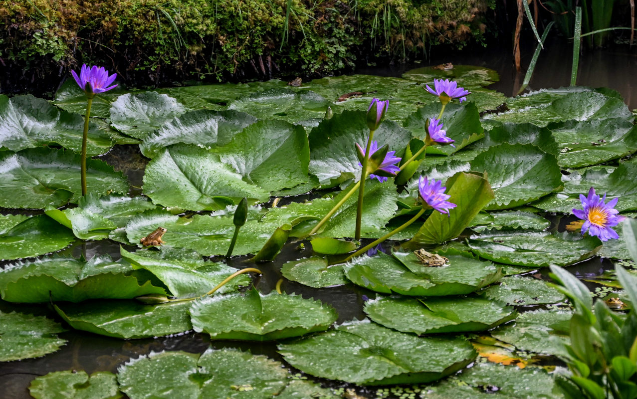 Изображение особи Nymphaea nouchali var. caerulea.