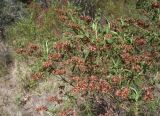 Cistus monspeliensis. Верхушки ветвей с плодами. Жирона, комарка Баш Эмпорда, муниципалитет Калонже, опушка в дубово-сосновом лесу. 03.08.2025.